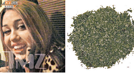 美國女星Miley Cyrus（左）因吸食「迷幻鼠尾草」（右）水煙而引起軒然大波。