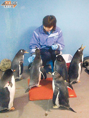海洋公園護理員示範餵飼成年企鵝。（蕭毅攝）