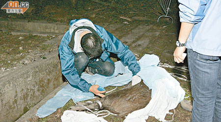 漁護署人員檢查野豬屍體。（何力棋攝）