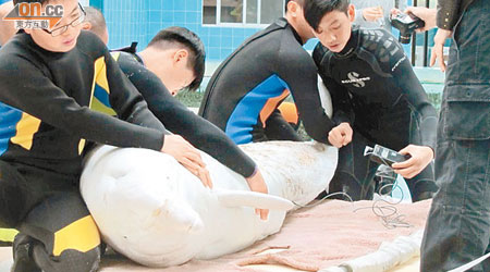 獲救白海豚正於當地保護區接受治療，情況穩定且能自行進食。（海洋公園提供）