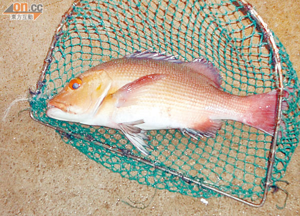 五人食珊瑚魚中雪卡 東方日報