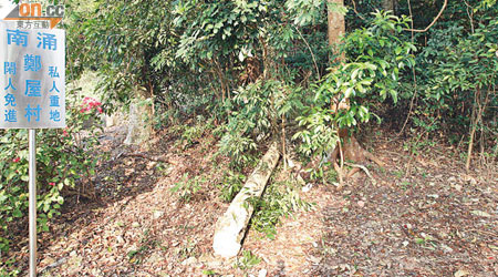 村內一株沉香樹被人砍至倒下。（譚珮蓮攝）