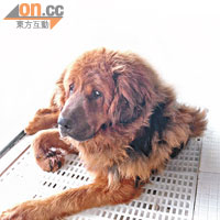 內地有寵物店出售藏獒幼犬，最高索價人民幣五十萬元。