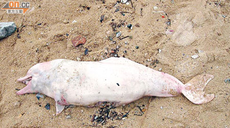 一條年幼的雄性白海豚上周被發現在汀九橋麗都灣擱淺。