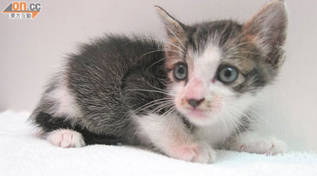 闖紅隧的小貓女，剛出生一個月精靈可愛。（愛護動物協會提供）