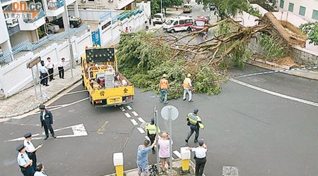 細葉榕樹連根拔起倒下，橫亘藍塘道來回行車線。（馬竟峯攝）