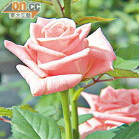 醫學界認為玫瑰精油改善體味的說法，並無醫學根據。