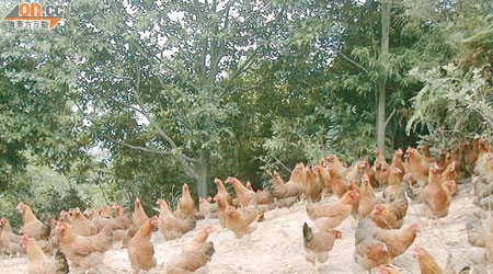 雞隻在酷熱天氣下，可能會出現雞群應激反應，影響食欲、繁殖能力及質量。