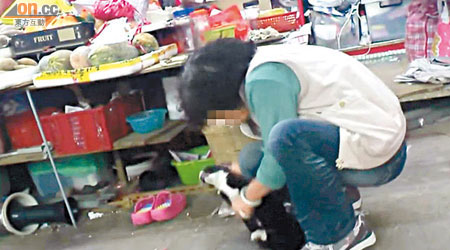 網上熱播一段懷疑是女小販虐貓的短片。