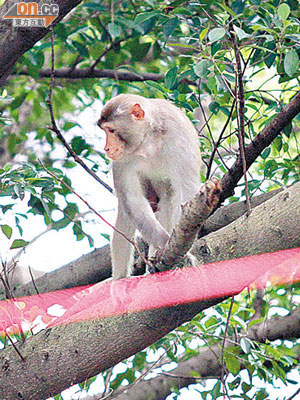 猴子爬上樹上與漁護署職員對峙。（陳桂建攝）