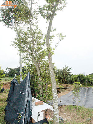 陳觀榮開設的沉香園，種有逾萬棵沉香樹。（林明強攝）