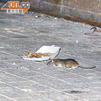 大老鼠在破爛飯盒內尋得食物，準備帶回老鼠竇享用。