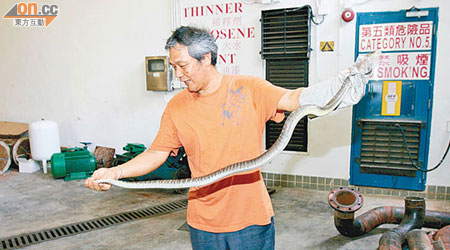荃灣<BR>蛇王在荃灣捕獲水律「蛇鴛鴦」。右圖為雌蛇。（梁少恒攝）