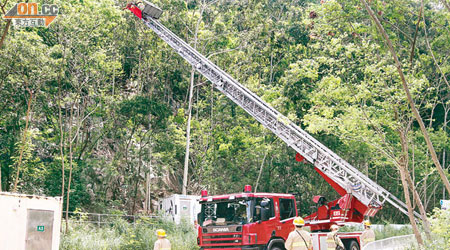 工人乘消防雲梯登上樹頂滅蜂。（李子強攝）