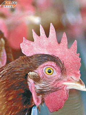 美國有科學家稱可將雞毛轉化成生物塑料。