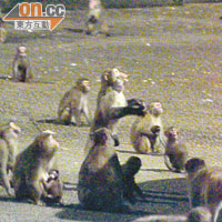 昨晚有市民到金山郊野公園餵飼獼猴。