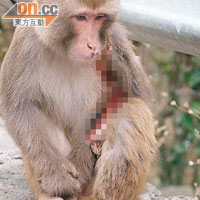 有網民在今年初上載身體出現潰爛傷口的獼猴相片，疑被腐蝕性液體傷害。
