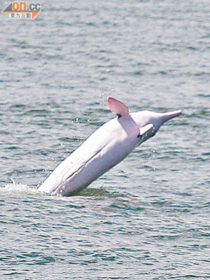機管局承認新跑道工程會影響中華白海豚及其他海洋生物。
