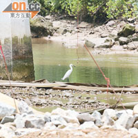 河床及紅樹林遭破壞後，水鳥呆望一池死水，無法覓食。