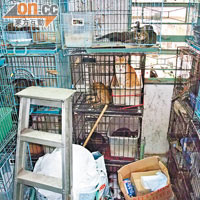愛護動物協會當日上門調查，發現八十隻貓被困在籠內，環境擠迫。（愛護動物協會提供）