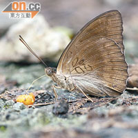 鳳園蝴蝶保育區今年首次發現綠裙邊翠蛺蝶。