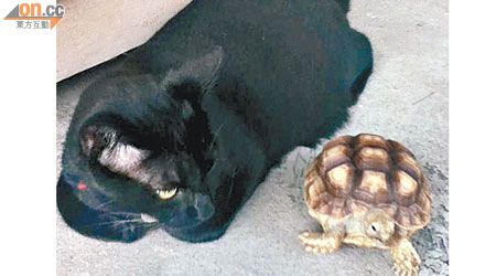 失蹤盾臂龜曾與貓兒合照。（讀者提供）
