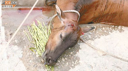 過去曾有梅窩的黃牛在漁護署的遷徙行動中被撞斷雙角，血流如注。（資料圖片）