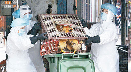 2011年<BR>長沙灣家禽批發市場去年發現染疫死雞，反映疫苗失效，後殺雞一萬七千隻。