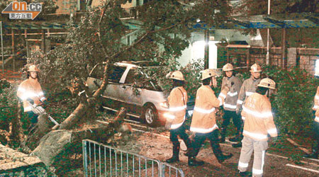大埔有七人車被大樹壓頂，幸無人受傷。（劉展超攝）