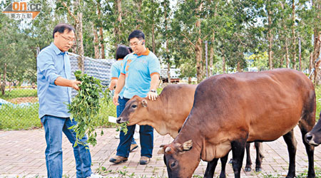 梁志祥（左）昨到梅窩了解流浪牛生活情況。