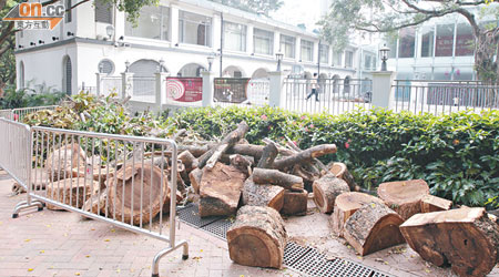 香港文物探知館旁有不少樹木殘枝。（蘇文傑攝）