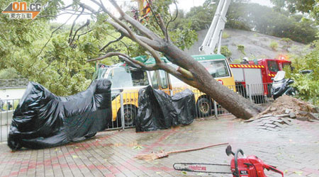 早前「韋森特」襲港，本港多棵大樹倒塌。