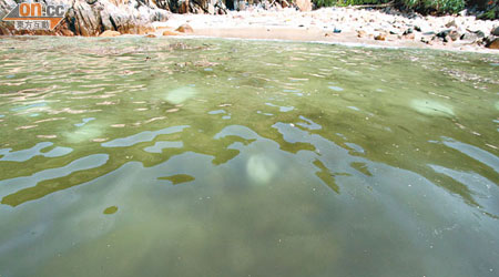 螺洲近岸可見到數十袋疑似膠粒沉在海床。