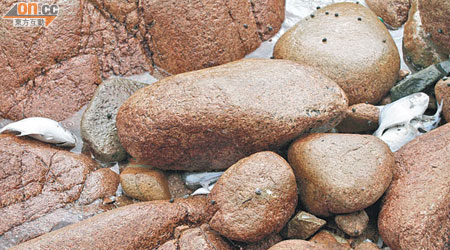 (魚倉)魚屍體沖上聖士提反灣石灘的石堆中。