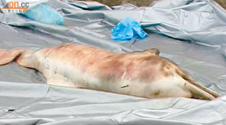 在馬灣發現的年幼中華白海豚屍體。（有線畫面）