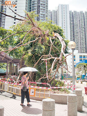 在颱風襲港期間被強風吹折的大樹遲遲未被處理，惹起居民不滿。