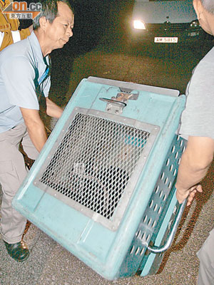 被捕獸器夾中受傷的唐狗，由漁護署人員帶走。