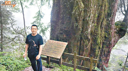 譚偉豪去咗台灣宜蘭馬告生態公園旅行，身嗰棵就係「顏真卿」神木。（互聯網圖片）