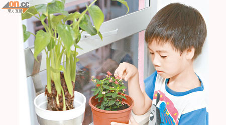 部分家居植物含有毒物質，孩童誤食或觸摸後果可大可小。（設計圖片）