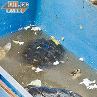 深圳<br>飼養龜的箱，水質污濁不堪。