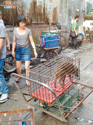 深圳<br>途人和野生動物非常貼近，一旦動物帶有病毒，途人隨時受感染。