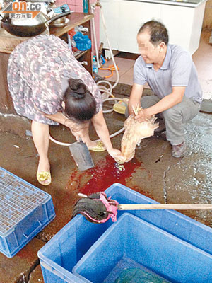 廣州<br>一個商販出售野鳥，即場將野鳥「鋸頸放血」。