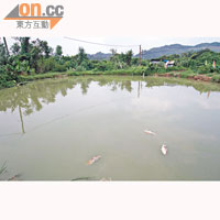 九月中旬，攸潭美村有溪流水質受污染，疑因此導致魚塘大量錦鯉死亡。