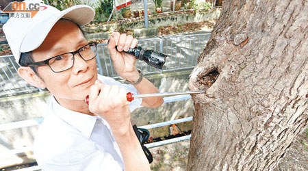 滅蟲專家葉彥修現場視察後，指官地上的樟樹已被白蟻蛀蝕。
