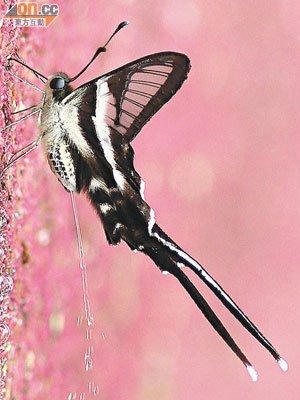 外貌似燕子的燕鳳蝶是鳳園之寶。（被訪者提供）