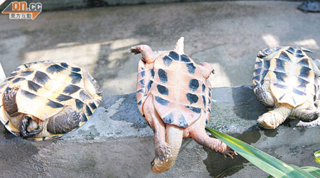 其中三隻幸保不失的石金錢龜（左）、艾氏龜（中）及安南龜（右）。 （曾志恆攝）