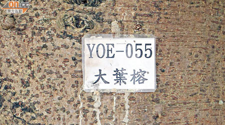 耀安邨有多棵樹木被人以釘書機釘上品種名牌，居民擔心會對樹木造成傷害。