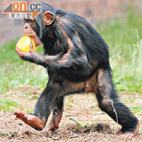 黑猩猩智商高，行為與人類相似。（資料圖片）