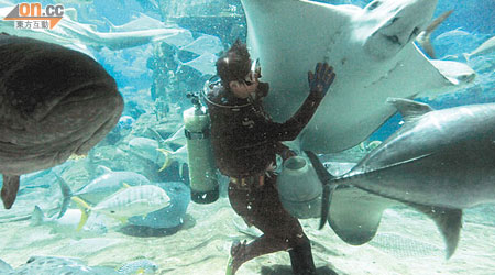 海洋館日後將改建為鯊魚館，更考慮讓遊客與鯊魚共泳。（資料圖片）