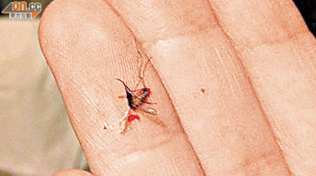 青宏苑近月有巨型蚊子出沒，令居民不勝其擾。（讀者提供）